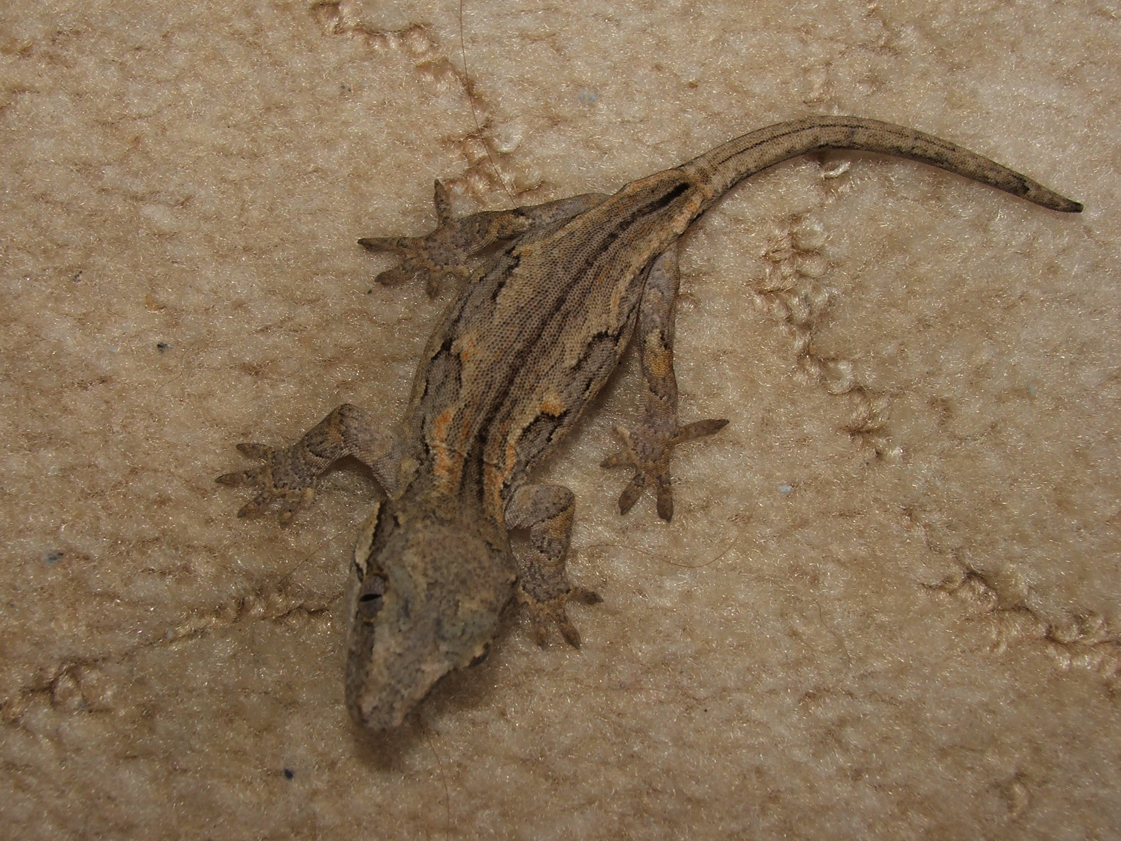 Rhacodactyls auriculatus 2 NZ05.jpg