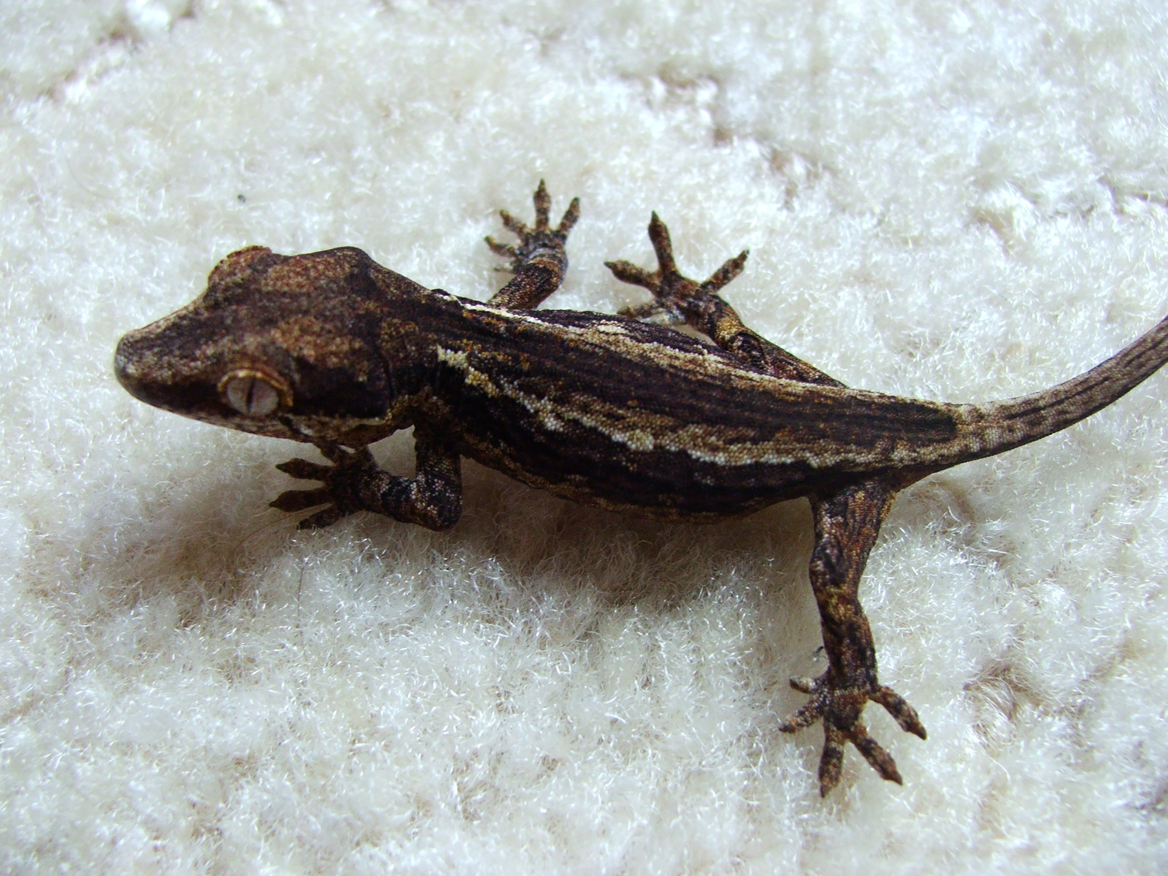 Rhacodactyls auriculatus 1 NZ 08.jpg