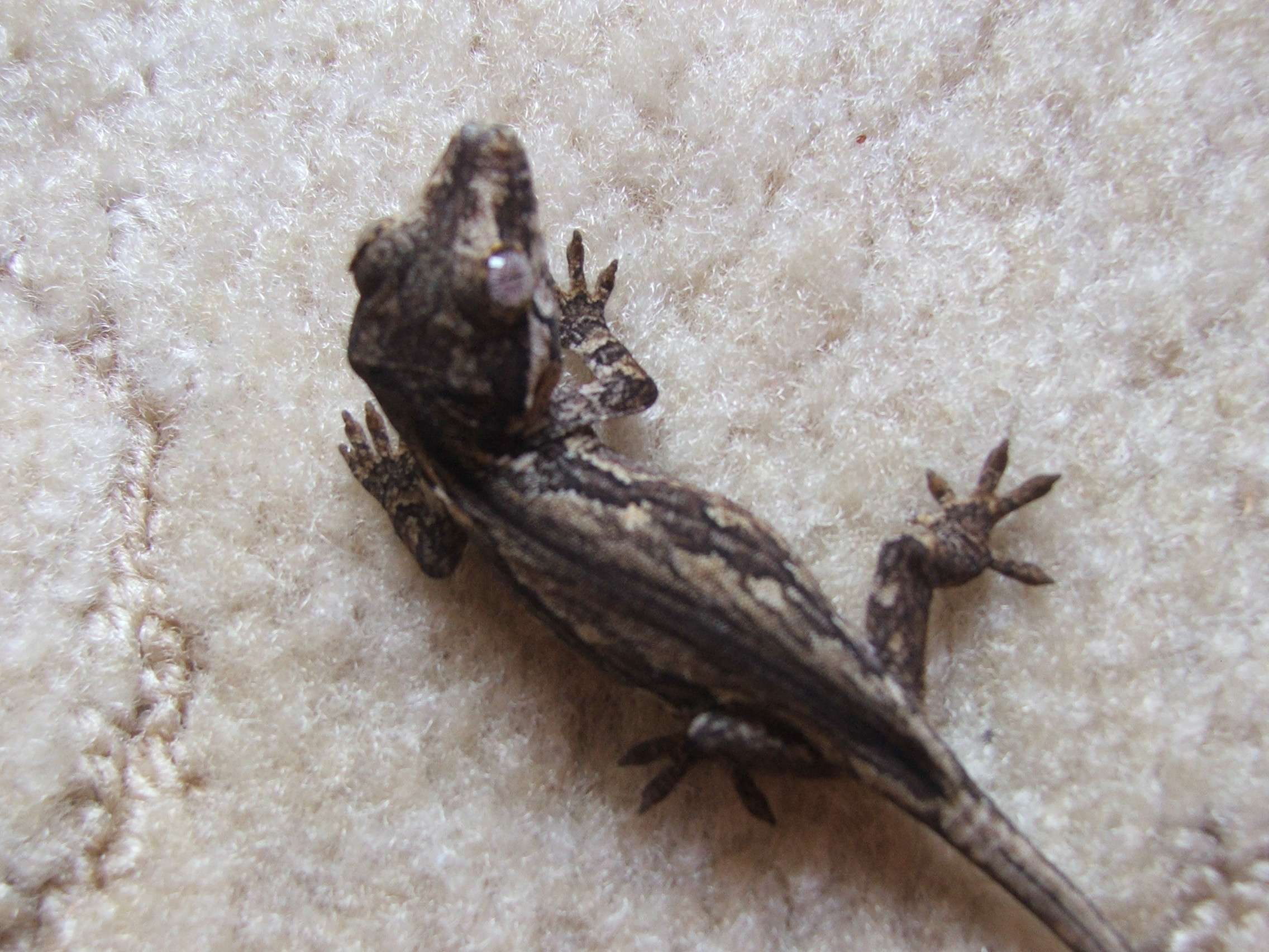Rhacodactyls auriculatus 1 NZ06.jpg