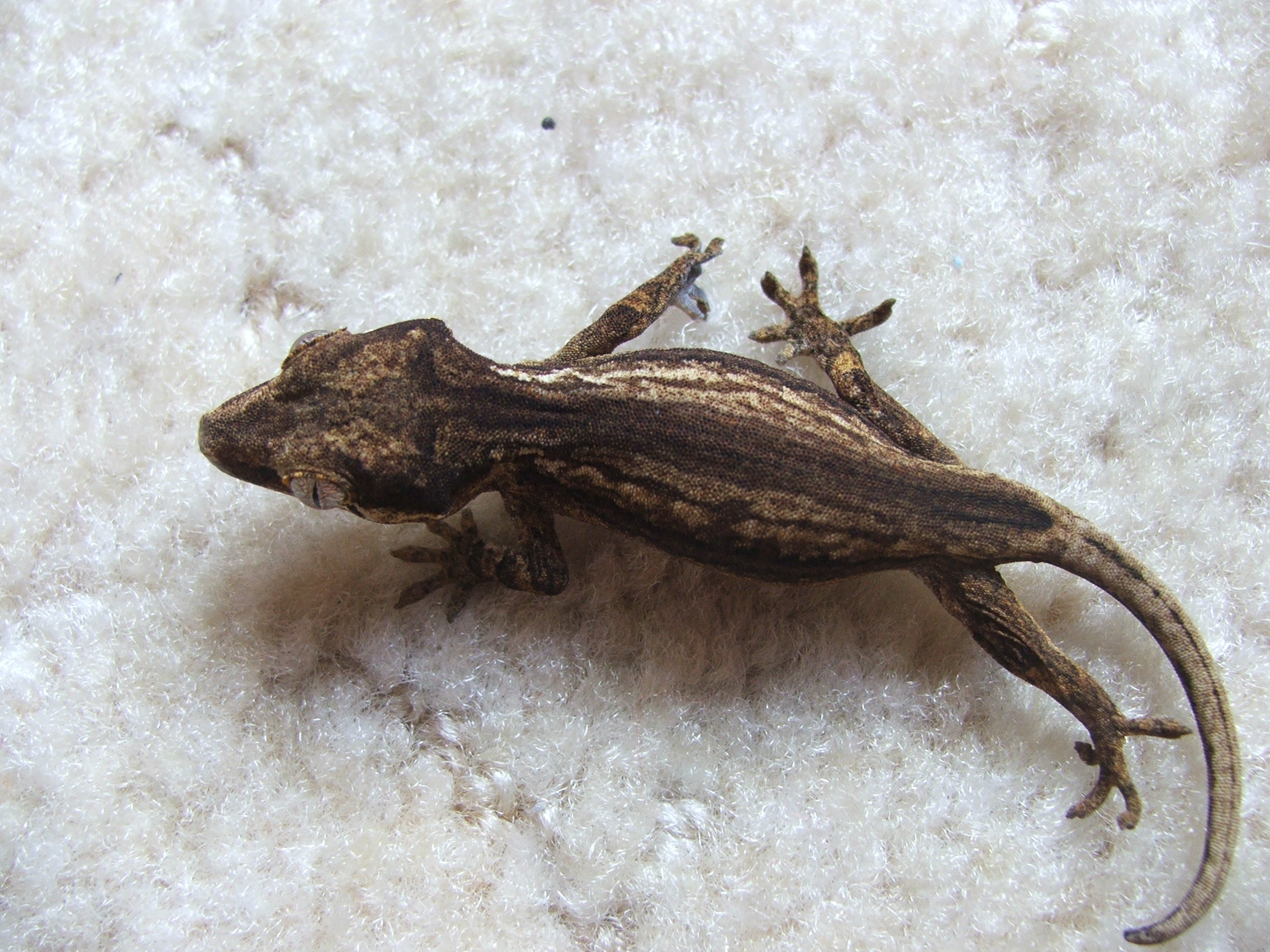 Rhacodactyls auriculatus 1 NZ07.jpg